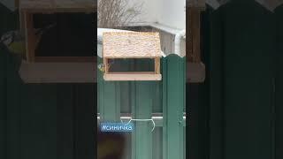 Синица в голубой шапочке #синички