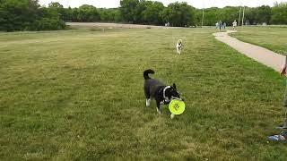 Heritage Park Dog Park Olathe KS