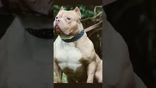 American Dog   most powerful dog Pitbull  ##  TUSHAR PET Video ##