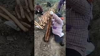 Yam Harvest and Agriculture in China #shortvideo