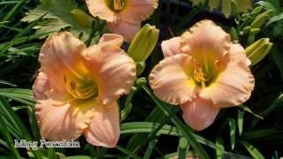 Taglilien ( Hemerocallis) HD