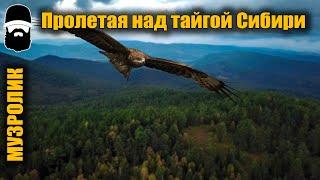 Пролетая над тайгой / Тайга Сибири / Природа Сибири / Flying over the taiga / Taiga of Siberia