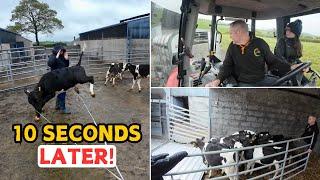 Farming Family On A Busy Bank Holiday ||  A Dangerous INFESTATION Is Living In Our Fields