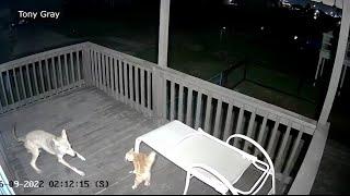 Wild video shows cat fights off coyote, narrowly escapes attack on Texas porch