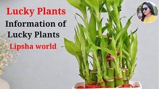 Lucky Plants for home | Lucky plants | Information about lucky plants | Lipsha world