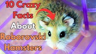 10 Facts About Roborovski Hamsters That You Should Know!