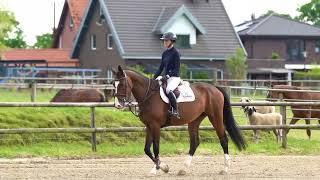 Gin Tonic (under the saddle)