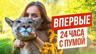 ВПЕРВЫЕ: 24 ЧАСА С ПУМОЙ / МЕНЯ ВЫГУЛИВАЕТ ПУМА