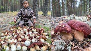 БОРОВИКИ РАСТУТ ПОЛЯНАМИ! МОРЕ БЕЛЫХ ГРИБОВ, ВЫ ТОЛЬКО ПОСМОТРИТЕ!