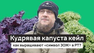 Кудрявая капуста кейл: как выращивают «символ ЗОЖ» в РТ?