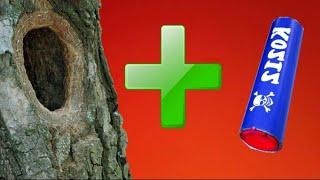Firecrackers explode in a hollow and stumps | Explosion of a firecracker in a dry tree | Corsair 12