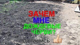 ЗАЧЕМ МНЕ ДОЖДЕВЫЕ ЧЕРВИ?  001 