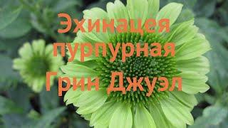 Эхинацея пурпурная Грин Джуэл (echinacea purpurea)  обзор: как сажать, саженцы эхинацеи Грин Джуэл