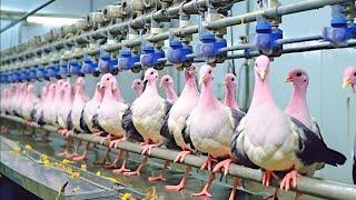 Amazing Pigeon Farming Technology Produces Meat and Egg ️ - Pigeon Meat Processing in Factory