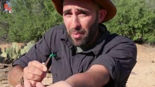 The Show About Science: Interviewing Coyote Peterson