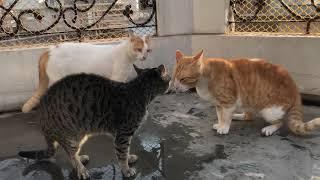 Cats wanted to fight but then the friend interferes 