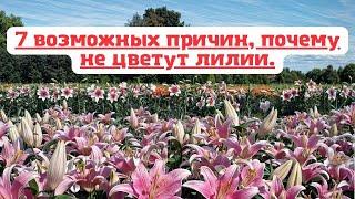 7 возможных причин, почему не цветут лилии.