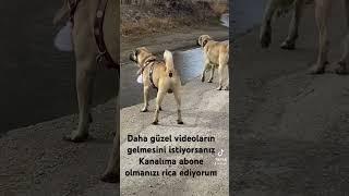 Kangal dövüş