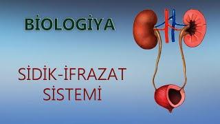 Böyrəklərin quruluşu, sidiyin əmələ gəlməsi. Sidik-İfrazat sistemi. Böyrəklər. Biologiya. 8-ci sinif