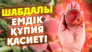 1 Шабдалының ӨЗІ Ауру АТАУЛЫНЫ ЖОЛАТПАЙДЫ, Шабдалы қасиеті