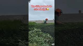 The things us Gardeners do to Trim a Hedge!!