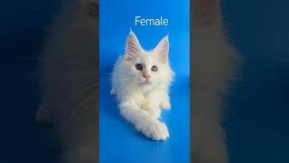 Female color chaded ds11...born 20.03.2024....info pm️️