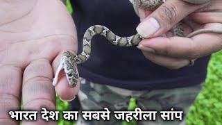 अजगर सांप और रसल वाईपर सांप का अंतर Difference between Rock python snake and russell viper snake