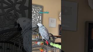 Bloob amuses Gizmo 🩶️🩵￼ #talkingparrot #funnyparrot #birds #funnyanimal #africangrey