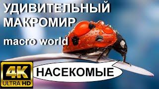 (4К) - AMAZING MACRO WORLD - INSECTS / УДИВИТЕЛЬНЫЙ МАКРОМИР ПОДМОСКОВЬЯ - НАСЕКОМЫЕ