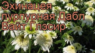 Эхинацея пурпурная Дабл Вайт Глэсир  обзор: как сажать, рассада эхинацеи Дабл Вайт Глэсир