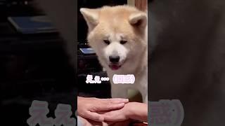 うちの子が天才だと確信した瞬間 #犬   #秋田犬 #shorts
