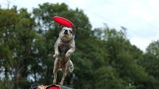 Австралийский хилер Кири