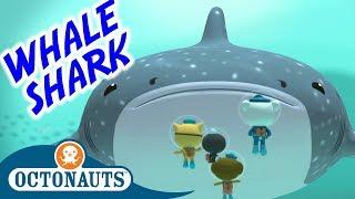 Octonauts - The Whale Shark | Series 1 | Full Episode | Cartoons for Kids