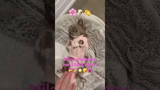 Mila has videos  #dog #cute #chihuahua #pets #shorts #cutedog #doglovers