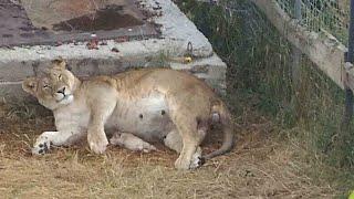 Львица Лиза рожает. Первые минуты жизни львят. Тайган. Lioness gives birth.