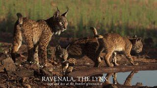 Ravenala, the lynx