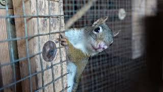 młode wiewiórki Hudsona,wyszły z budek,Hudson's baby squirrels have already come out of their nests