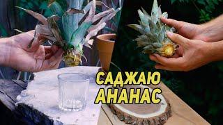 Ананас. Як виростити ананас вдома? A pineapple