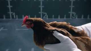 Jaguar vs Chicken - Reply ad to Mercedes - Funny commercial