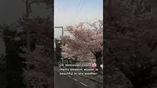 WOW  cherry blossom On Vancouver Island. #vancouverisland #bcrealestate
