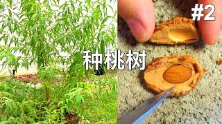 种桃树 夏植和冬剪 自己种桃树不花一分钱 掌握这几个关键点，必成功！/適合在後院種植的果樹 Grow Peach Tree From Seed - Trim