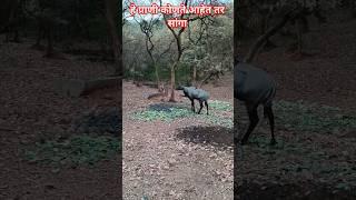 Tell me what are these animals #ramtek #forestanimals #nearbyramtek #ashortsaday #viral #वेदप्रवासाचाचा