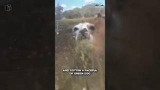 Why Do They Spit Like That?  #animals #cute