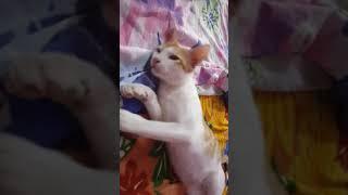 creamy cleaning himself