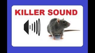 Sound that drives away RATS from food sources and nesting - DEAFENING Sound