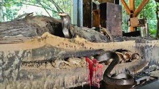 surprising unexpected discovery of a hollow teak log containing a snake's nest of eggs