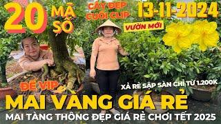 CHỊ BÍCH Giao Lưu Mai Vàng Giá Rẻ Chơi Tết, Mai Tàng Thông Đẹp Siêu Nụ • THÀNH TRỌNG LÊ