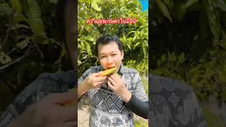 มะม่วงสุกคาต้นนิแซ่บอิหลีเนาะครับว่าบ่