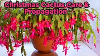 Christmas Cactus plantChristmas Cactus plant Care And Propagation / Christmas Cactus Care in Winter