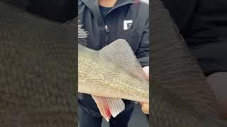 Katie with a nice Lake Erie walleye #fish #fishing #fisherwoman #lakeerie #walleye #walleyefishing